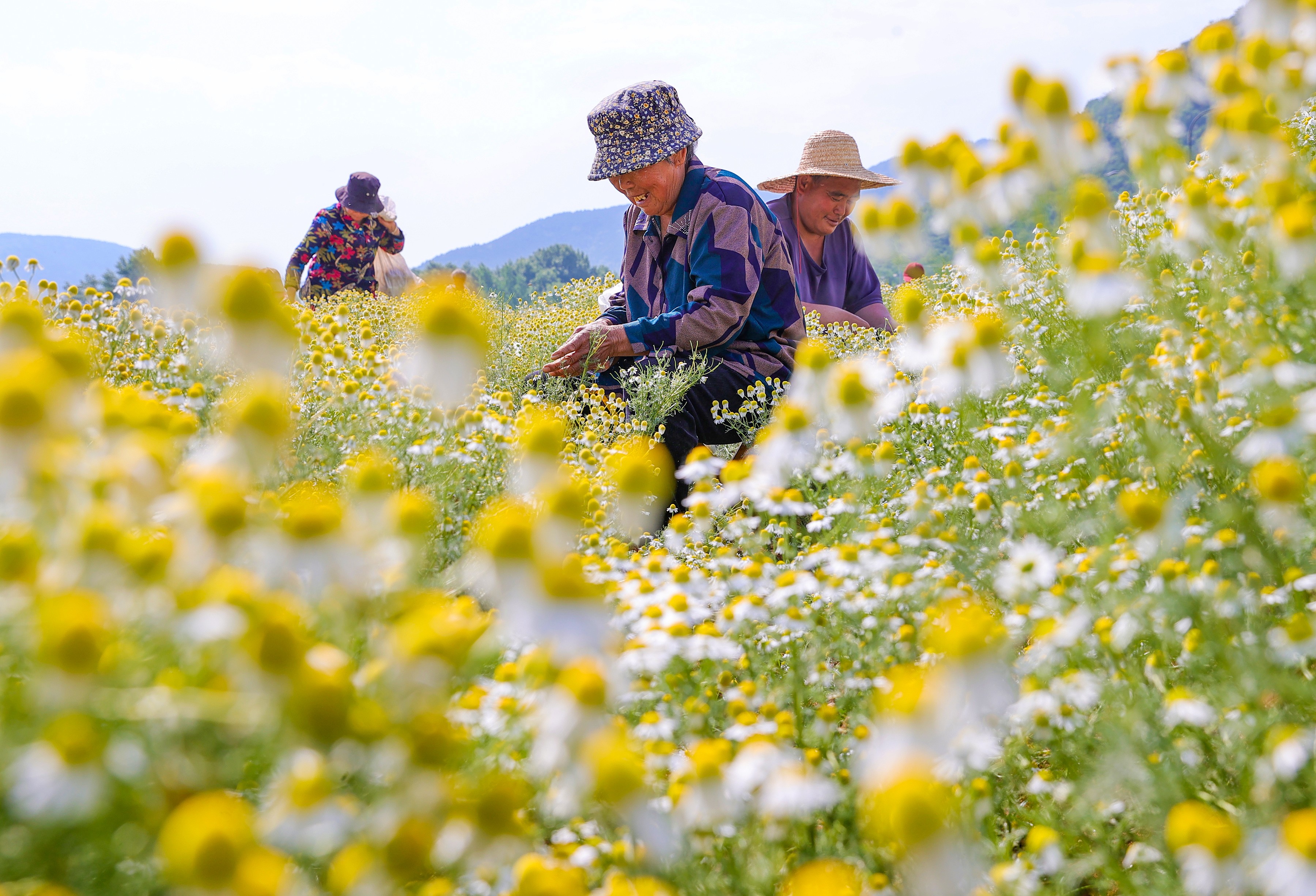 Several farmers harvest chrysanthemums.