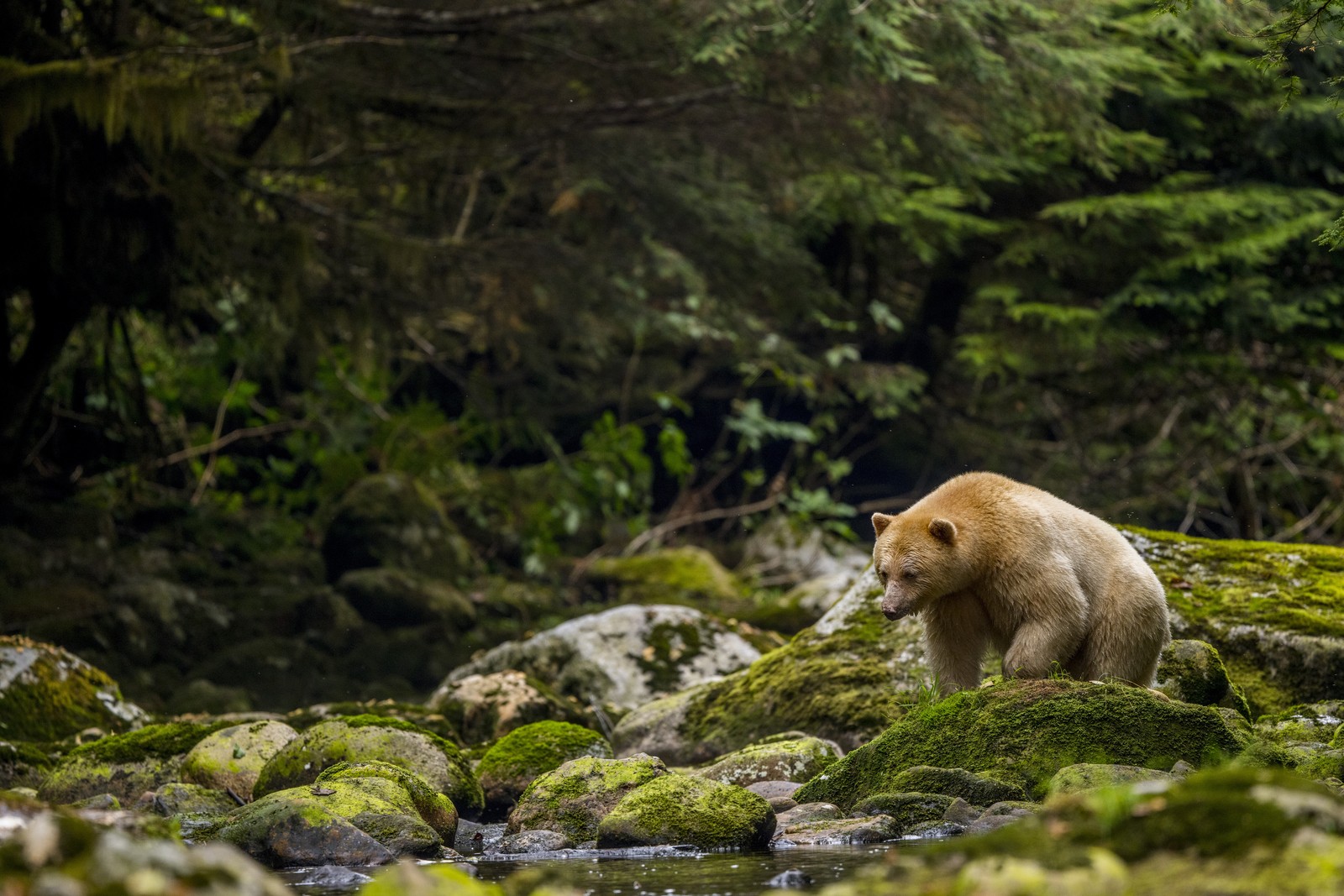 A white-colored black bear walks along large river rocks in a temperate rainforest.