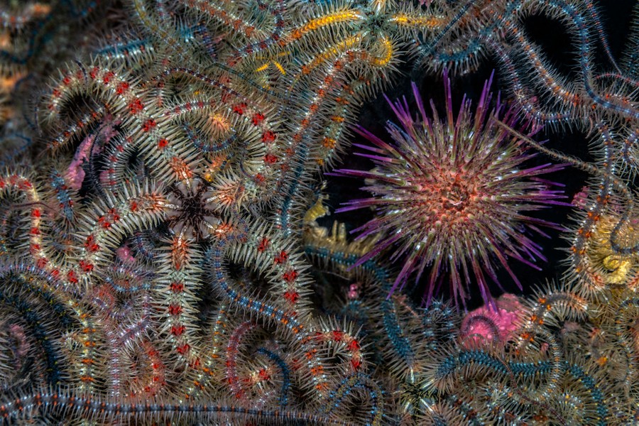 Many spiny sea stars and a sea urchin