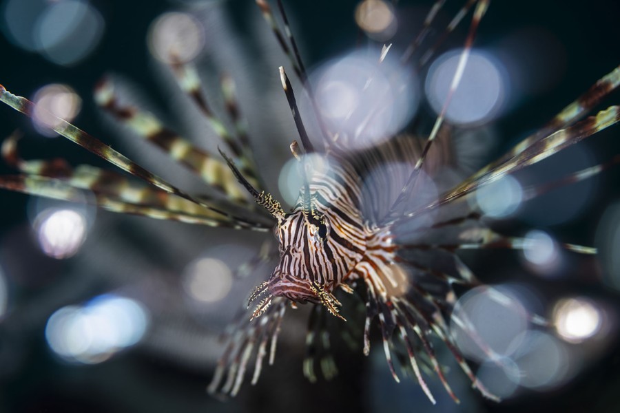 A close view of a colorful lionfish.