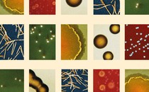 a collage of various microbes