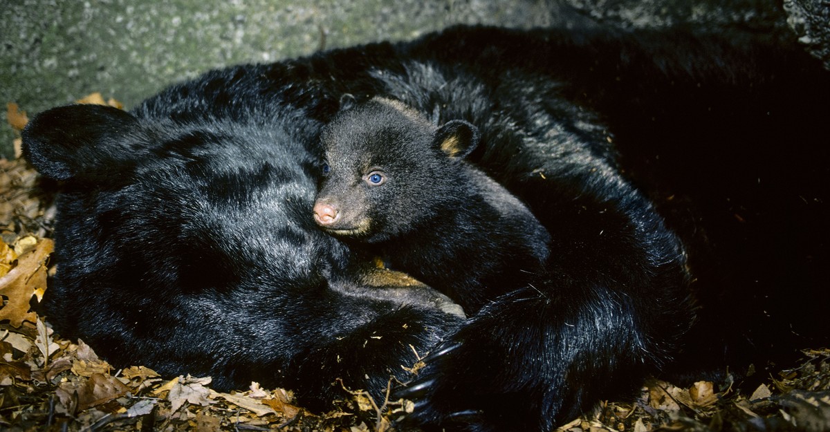 Climate Change Is Messing With Bears' Hibernation Schedules - The Atlantic