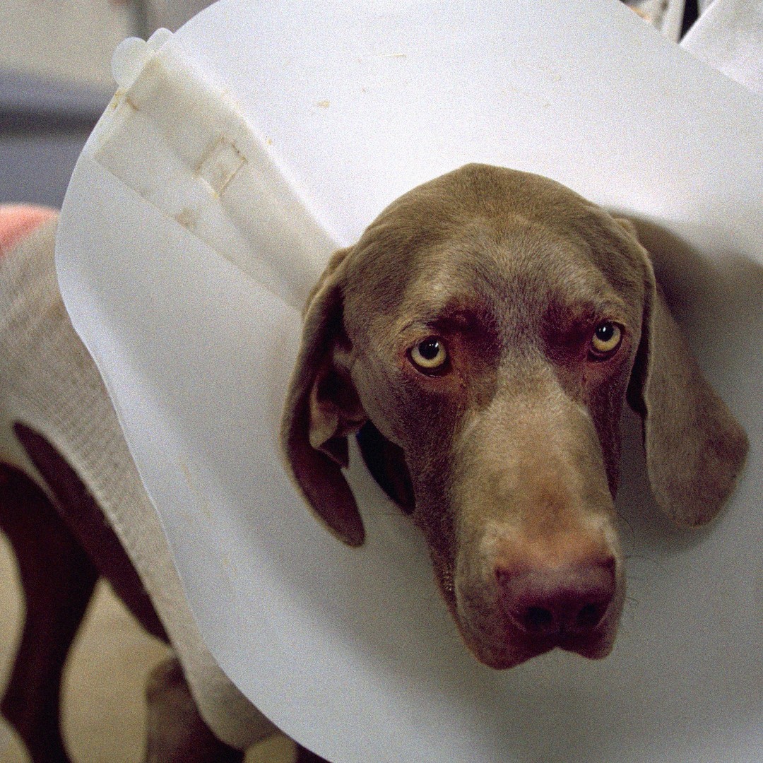 Why It's So Hard to Find a Veterinarian These Days - The Atlantic