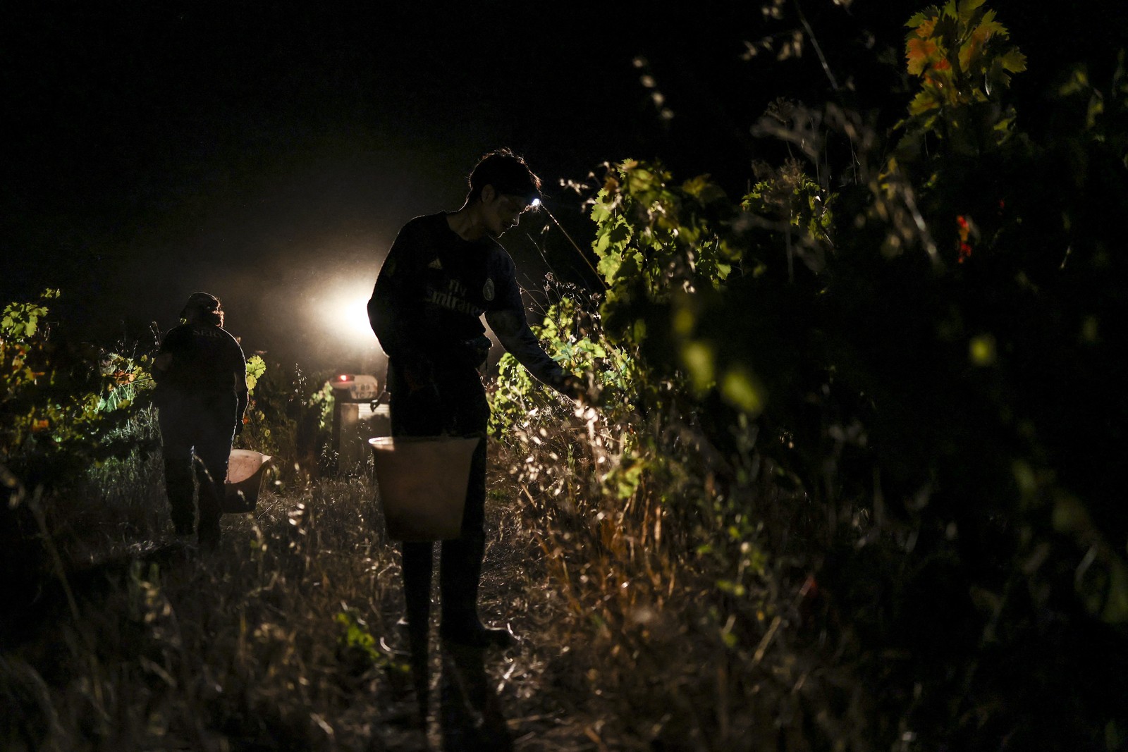 Workers take part in a nighttime grape harvest.