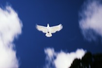 A dove flying across a blue sky