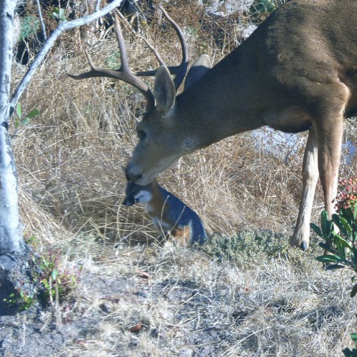 Why Is This Deer Licking This Fox The Atlantic