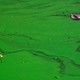 Green water with a few leaves scattered in it