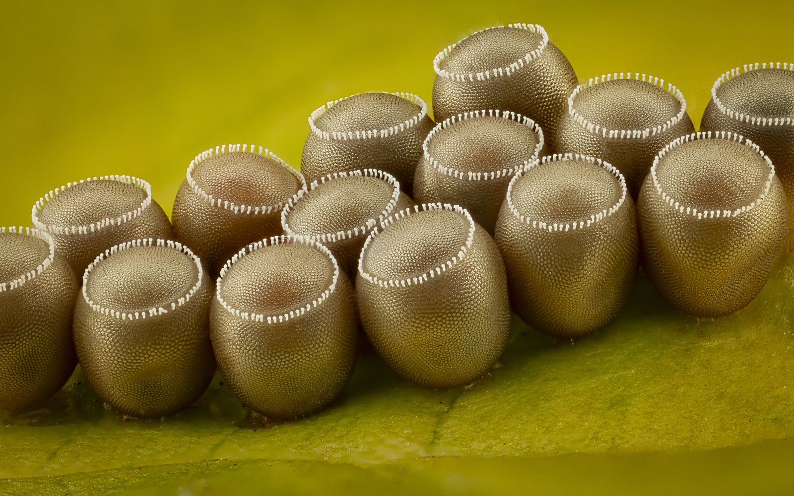 Fourteen insect eggs, attached to a leaf, seen under a microscope. Each egg has a