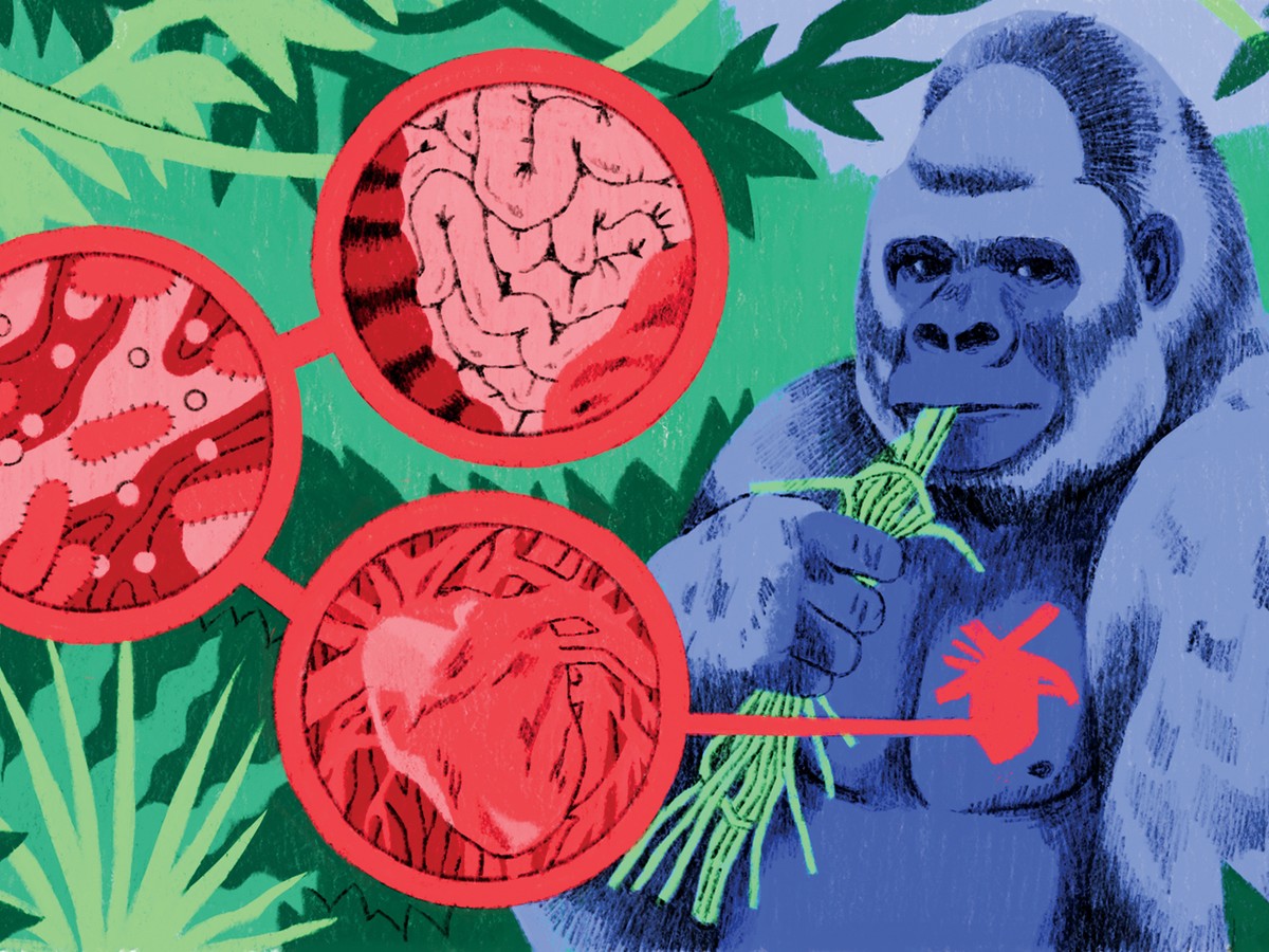 Logo Design: The amazing way your brain sees a logo – Gorilla Food