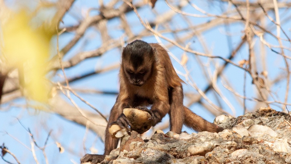 A monkey holding a rock
