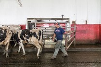 cows at tullando farms in vermont