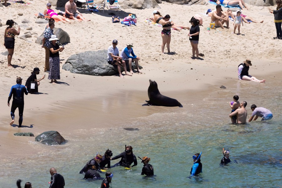 People enjoying a day at the beach look at a sea lion that rests on the shoreline among them.