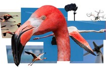 A collage of flamingo photographs