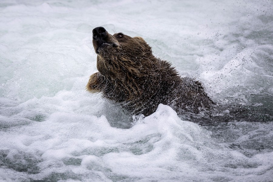 Brown Bears Fishing at Alaska's Brooks Falls - The Atlantic