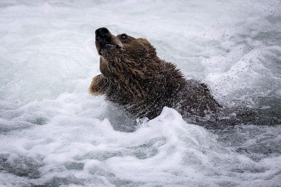 Alaska Pooping Brown Bear With Fish Key Chain - Alaska Wild Country