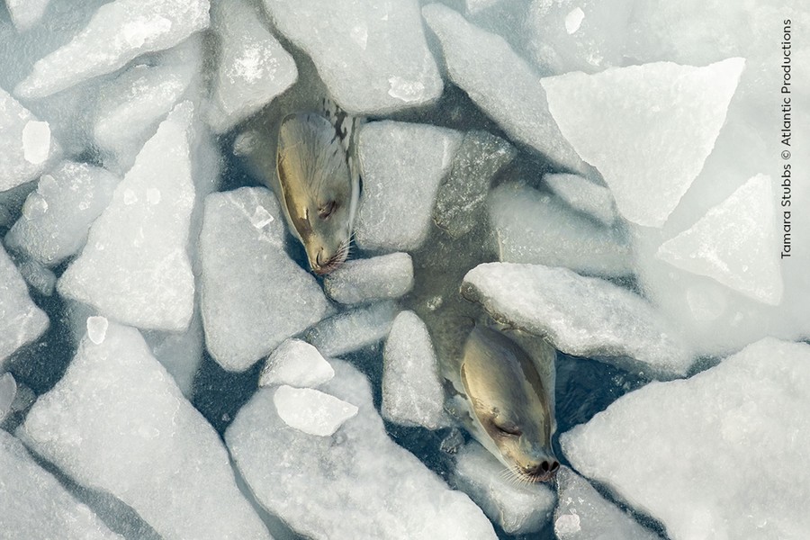 The heads of two seals poke out of gaps among many small chunks of floating ice.