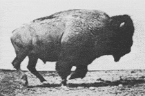 Black-and-white archival footage of a bison running