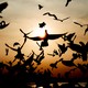 Picture showing many birds flying as the sun sets behind a body of water
