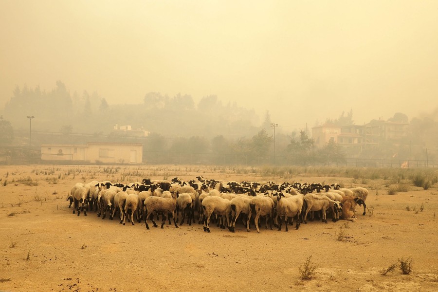 A flock of sheep gather together under a smoky sky.