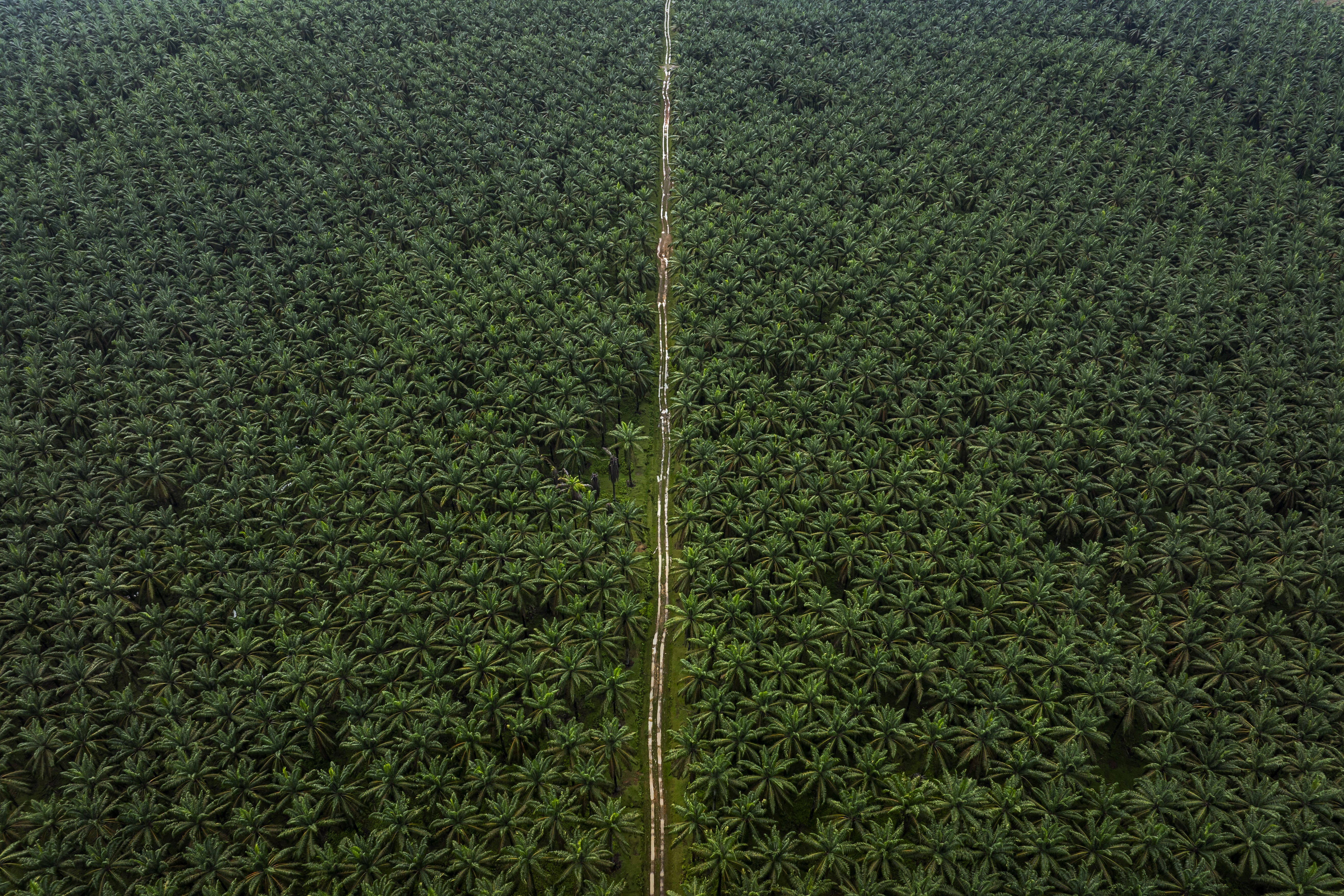 An aerial view of a small road running through a palm oil plantation