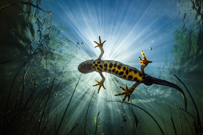A great crested newt swims in a pond in the Department of Gard in southeastern France
