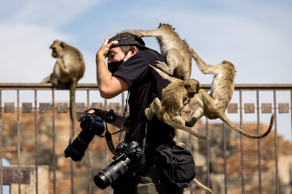 Several monkeys climb on the back of a photographer who is struggling to keep his cap on.