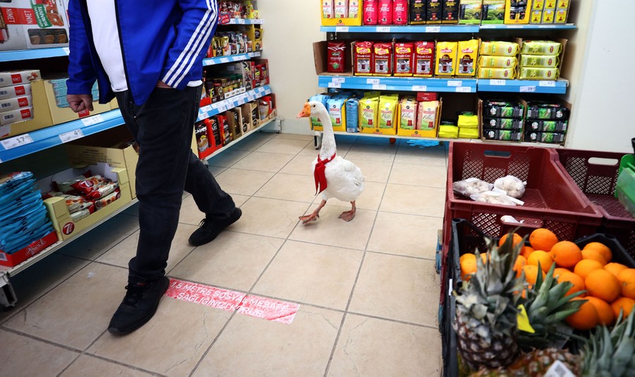 A goose wearing a red ribbon follows a man through a grocery store.