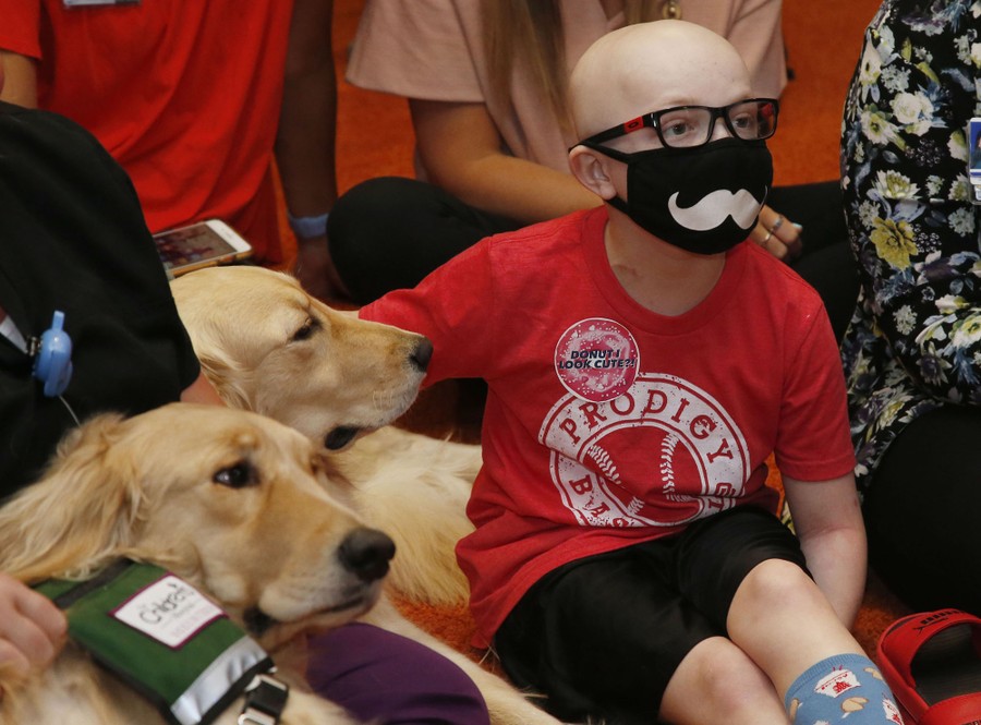 Are Therapy Dogs Allowed In Stores Uk are-therapy-dogs-allowed-in-stores-uk