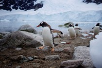 Penguins waddling ashore