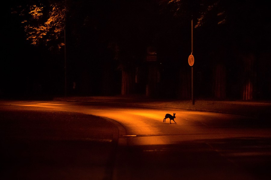 Un lapin traverse une route la nuit, éclairée par des lampadaires.