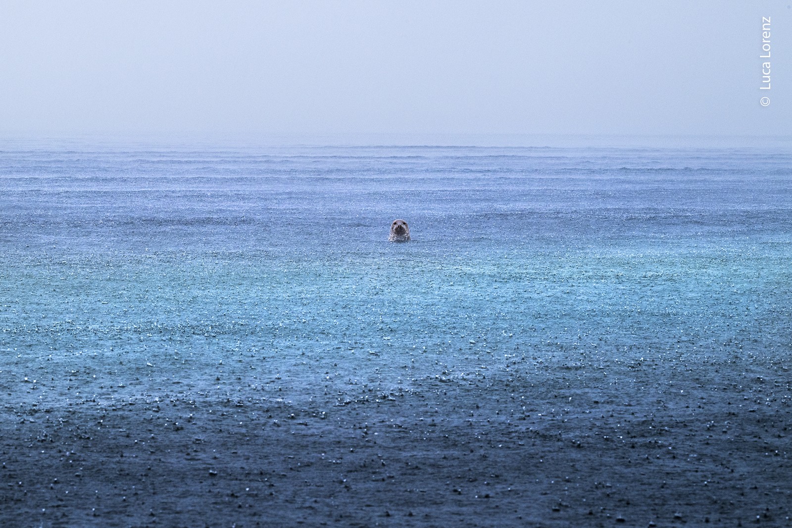 A harbor seal pokes its head above water, the ocean's surface disturbed by countless splashes from raindrops.
