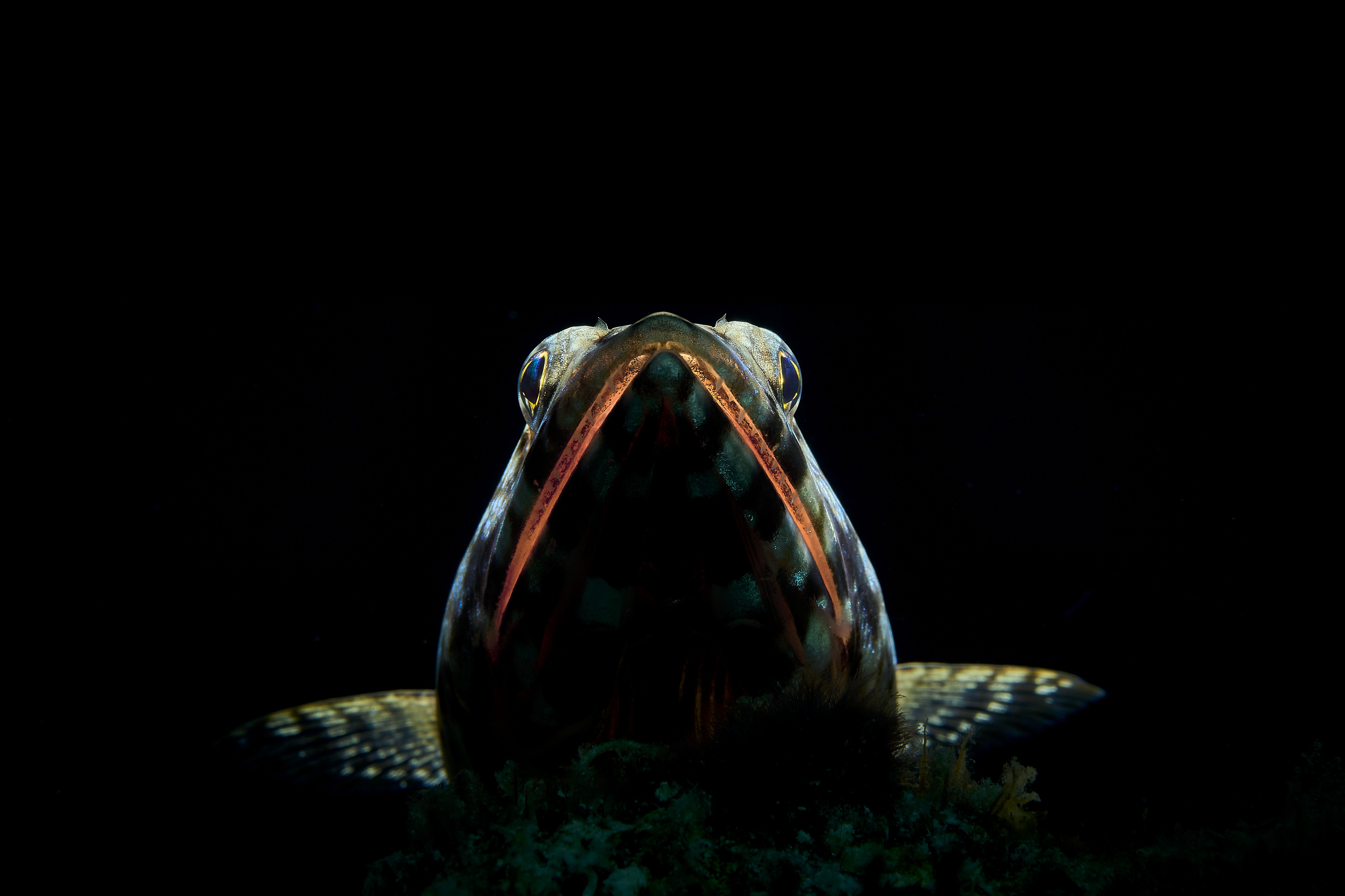 A backlit view of a small fish, seen underwater in the dark