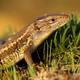 the Psammodromus algirus lizard, or the Algerian sand racer