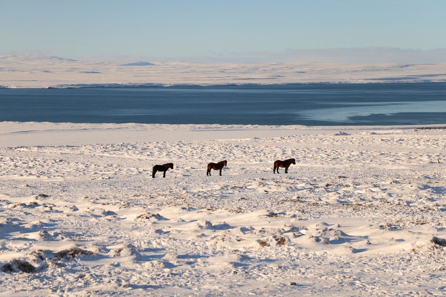 Three small horses stand in a vast snow-covered field.