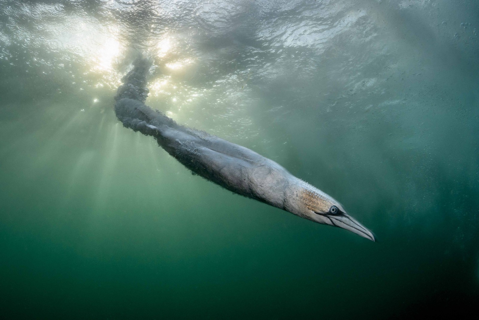 A seabird shoots through the water, shaped like a torpedo, after diving in search of food.