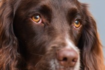 A close-up of a spaniel's face.