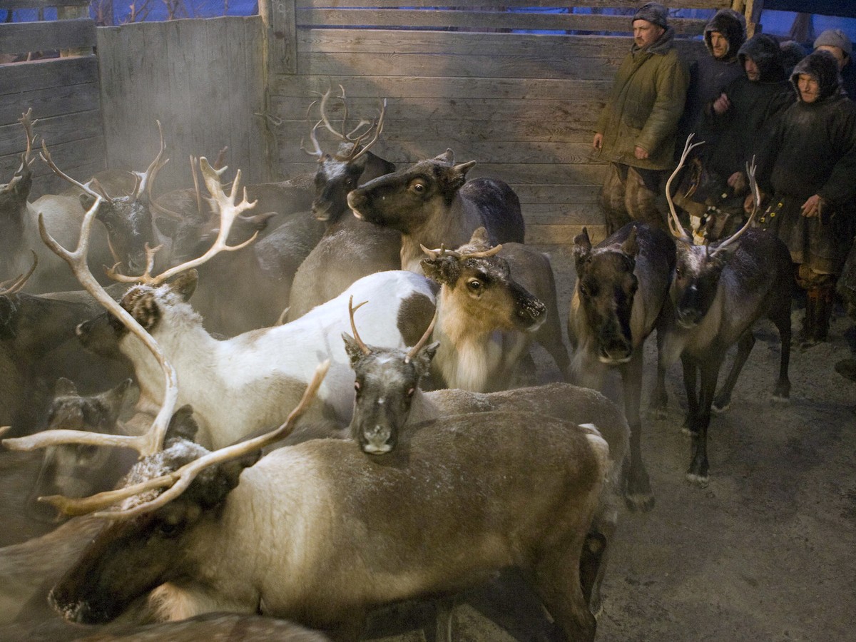 An Anthrax Outbreak in Siberia Kills a 12-Year-Old Boy and Sickens
