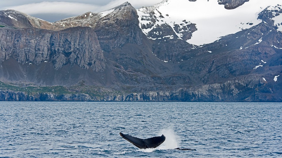 A whale tail sticking out of the sea