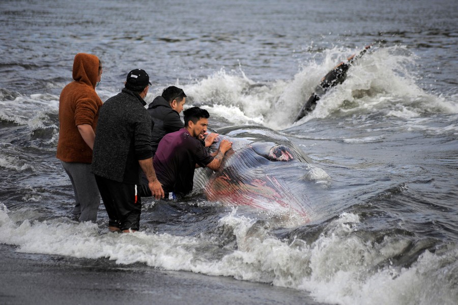 Four people work in the surf to return a stranded whale to deep water.