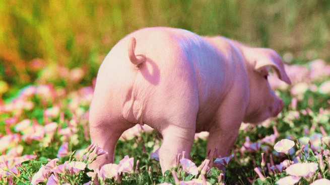 a pig in a field of pink flowers