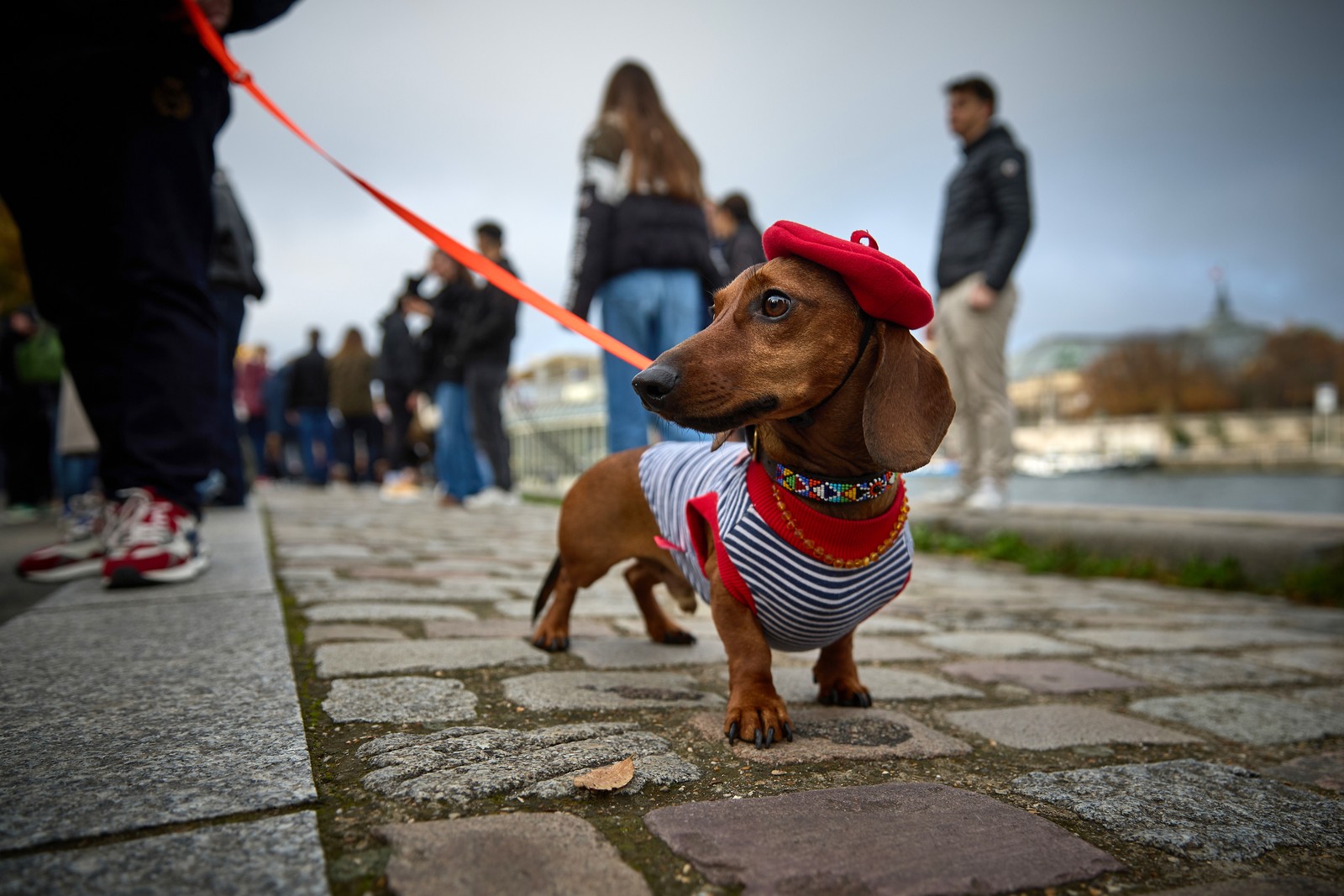A dachshund being taken on a walk, while wearing a striped vest and jaunty red beret