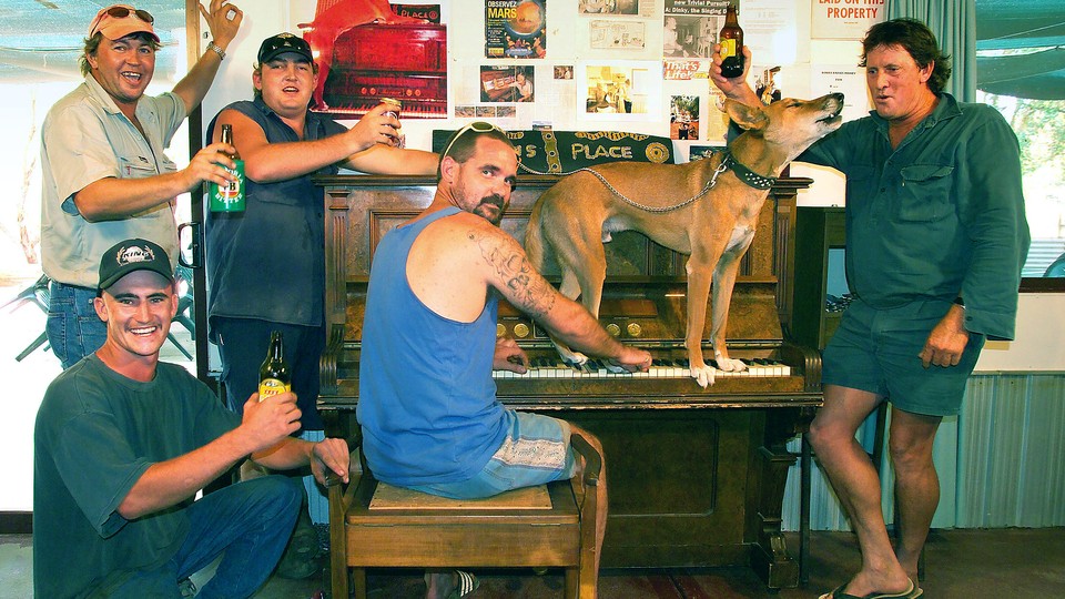 A group of men raise their beers while a dingo stands on a piano and howls.
