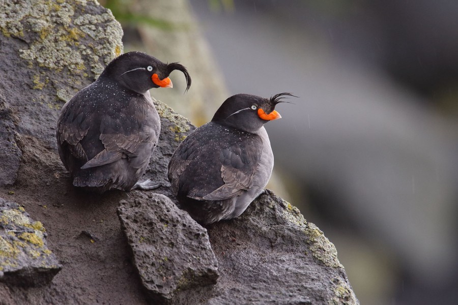 A pair of crested auklets rest on a cliff ledge.