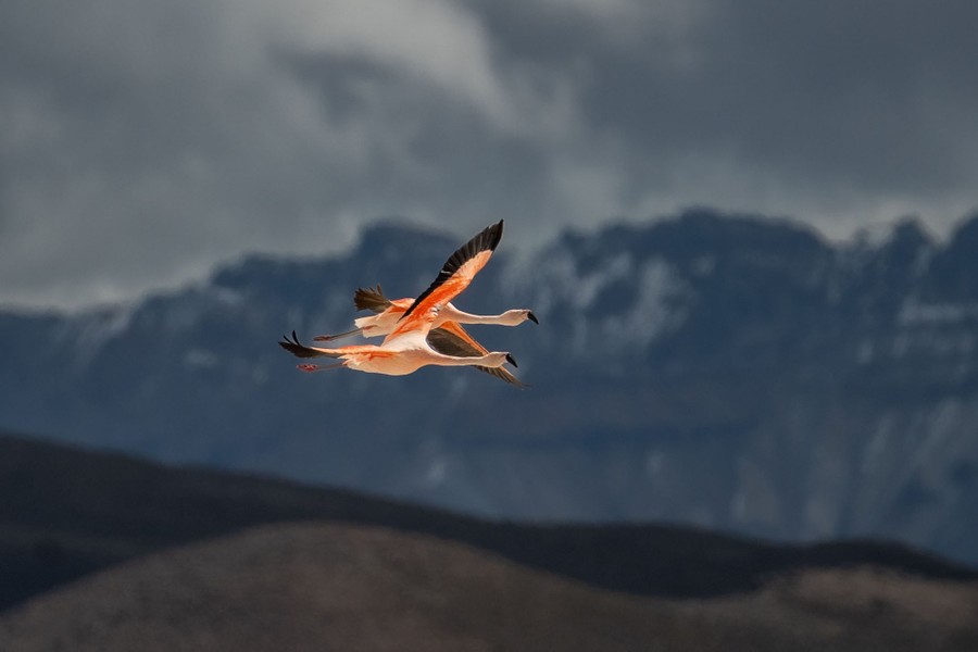 A pair of flamingos fly, with mountains visible in the background.