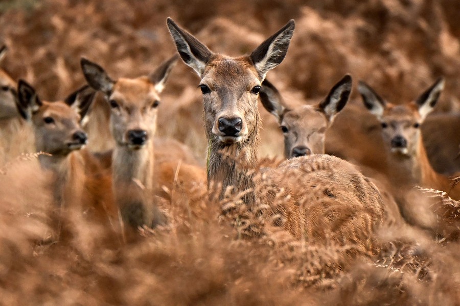 A herd of red deer stand in tall grass, looking toward the photographer.