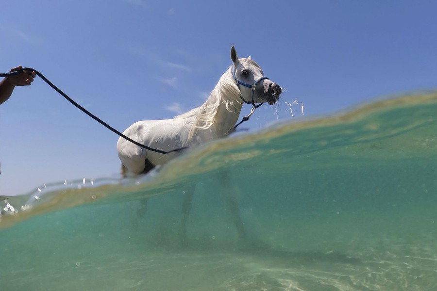 An over-under view of a horse walking through chest-deep water, its legs seen on the sand underwater.