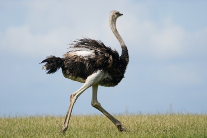 An ostrich
