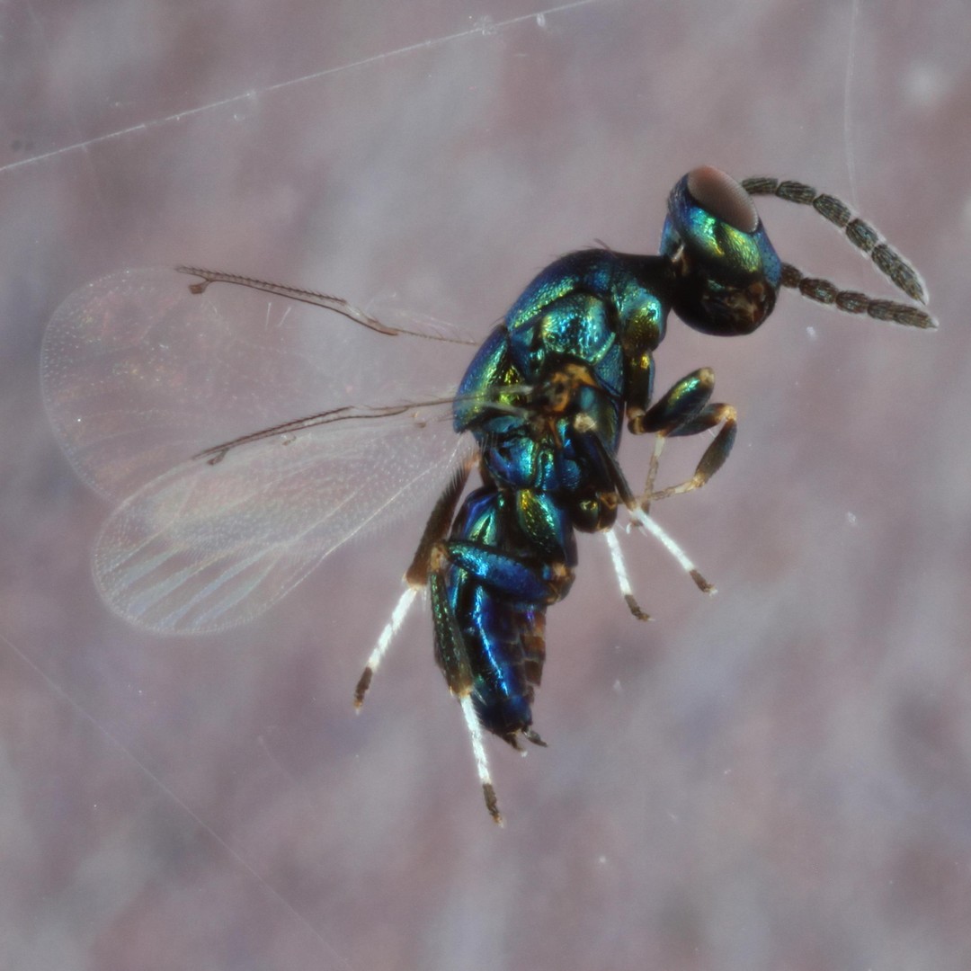 The Newly Discovered Crypt-Keeper Wasp is a Hyperparasite ...