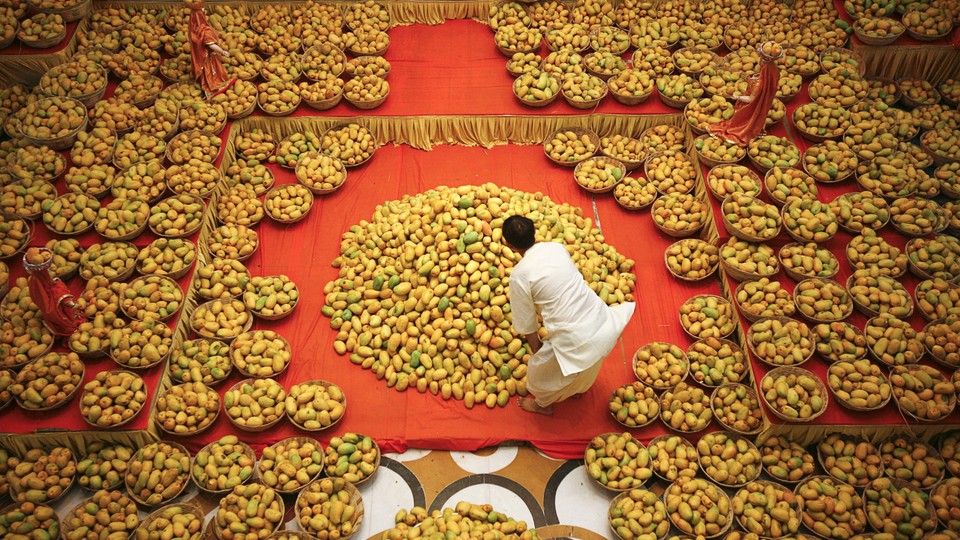 A Hindu priest inspects a large pile of mangoes in a temple full of baskets of mangoes.