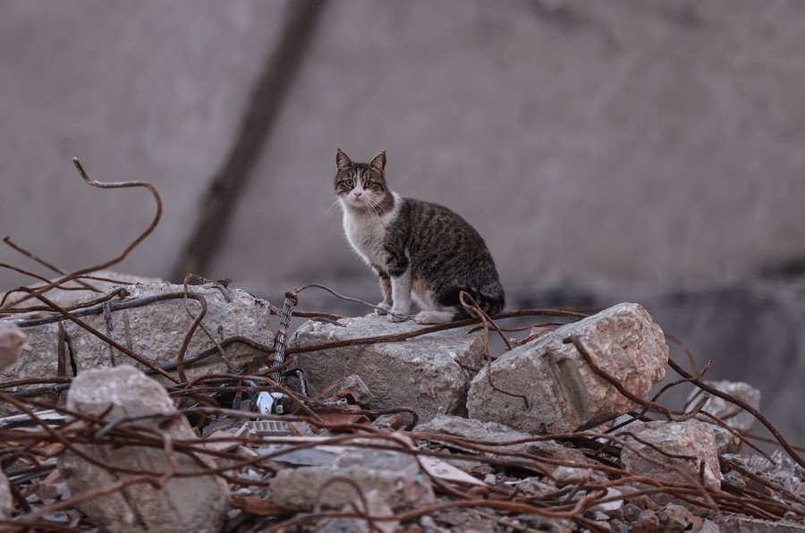 A stray cat sits amid earthquake debris